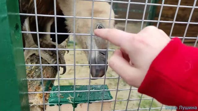 Чешу орла! Чешу сипа белоголового !Ручной орел ! Ручная хищная птица ! смотреть онлайн