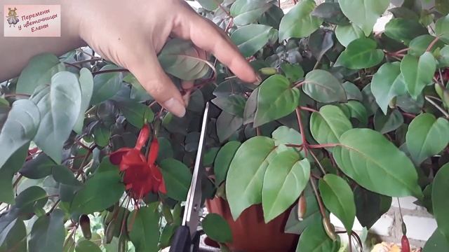 Шикарные фуксии: правильная обрезка для активного цветения смотреть онлайн