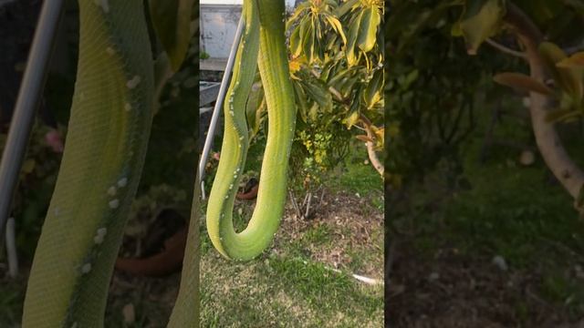 Jayapura Green Tree Python смотреть онлайн