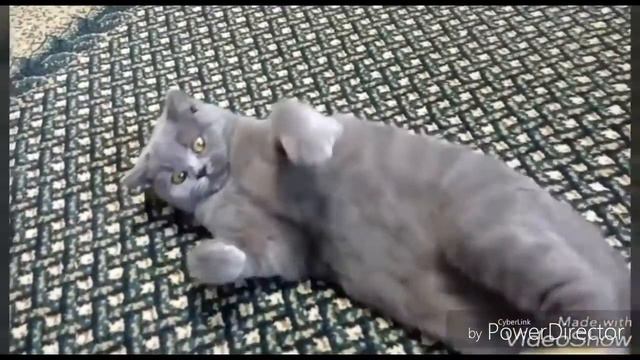 Чесалка для кошки! Чешем кошку! Шотландская кошечка Янина Кэт Джой! Yanina Cat Joy! Чешем брюшко! смотреть онлайн