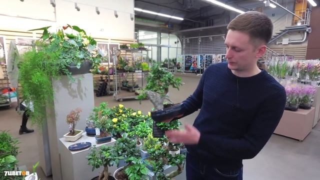Бонсай из Клёна, Фикуса и других растений в 7ЦВЕТОВ смотреть онлайн