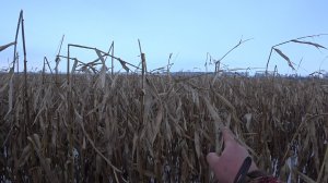 Охота на кабана в кукурузе с лайками. Сначала подняли секача, потом нарвались на стадо. Boar hunting