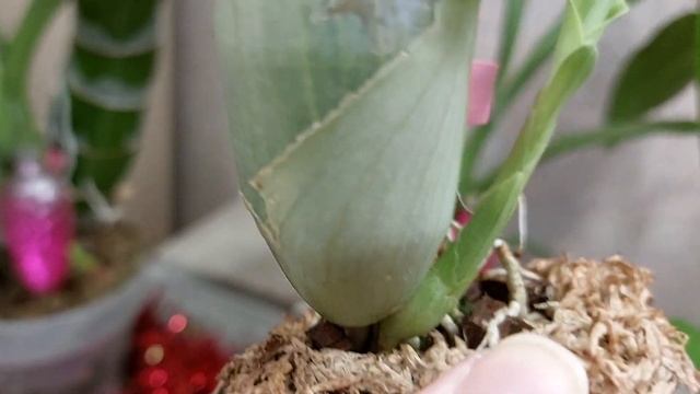 И на старуху бывает проруха! Надо же было так ошибиться! Катасетум или орхидея морковка смотреть онлайн