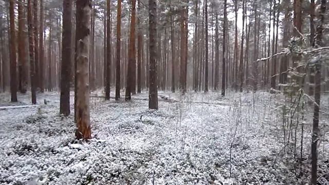 Футаж Лесная дорога | Footage Forest Road смотреть онлайн