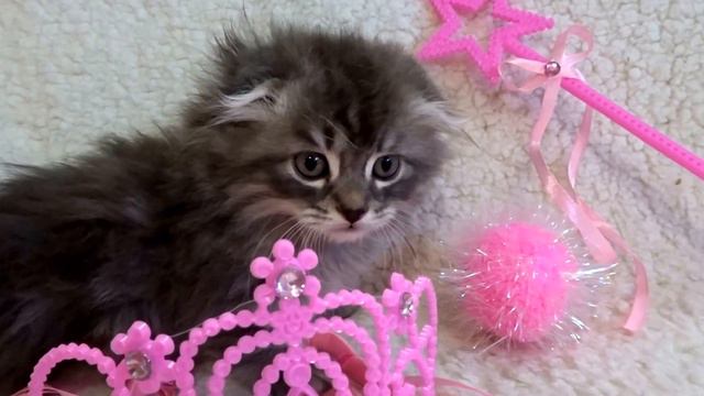 Scottish Kilt Kitten (Scottish Fold Munchkin) смотреть онлайн