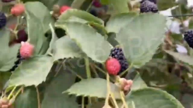 Как выращивают Ежемалину в теплице. Америка. смотреть онлайн