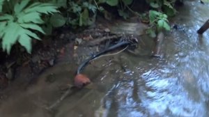 Медный ручей. Миллионы под ногами. Сахалин