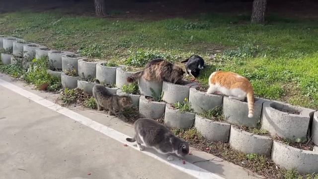 Бездомные и домашние животные в Турции смотреть онлайн