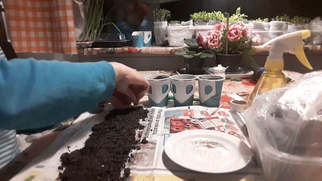 ДОРОТЕАНТУС или ХРУСТАЛЬНАЯ РОМАШКА!!! сеем на рассаду. смотреть онлайн