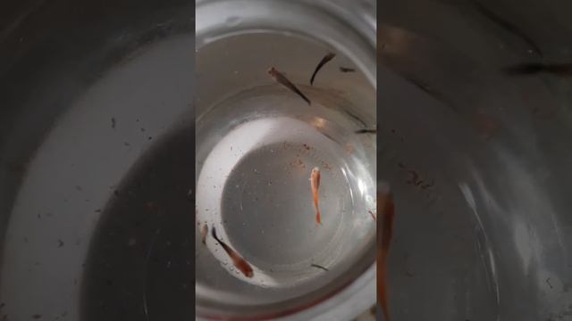 Кормление гуппи. Чистая линия (Чёрный Принц, blonde red). Так же и ассорти. смотреть онлайн