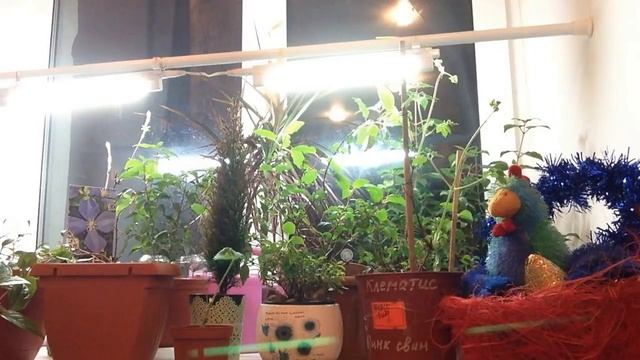 Как я подсвечиваю растения зимой и легкий способ крепления подсветки смотреть онлайн