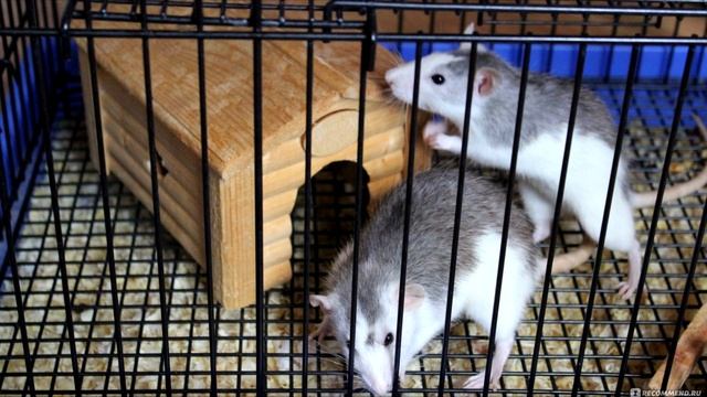 Где купить крысу? Покупка крысы в зоомагазине и не только смотреть онлайн