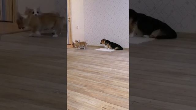 Охранять надо лучше! смотреть онлайн