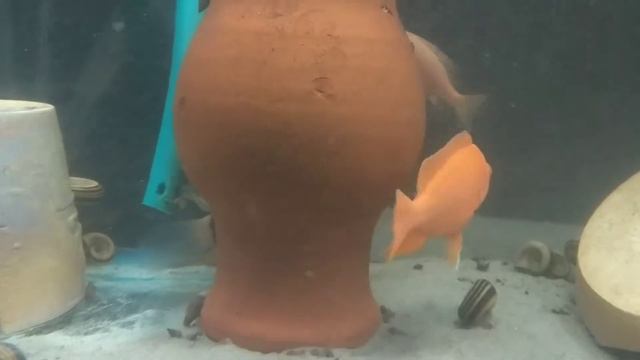 Аулонокара красный дракон альбино Aulonocara Red dragon albino смотреть онлайн