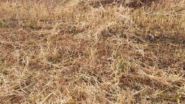Заготовили сено на зиму смотреть онлайн