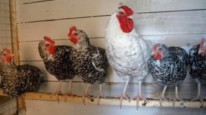 Разведение Пушкинской породы кур как бизнес идея | Птицеводство |Пушкинские куры