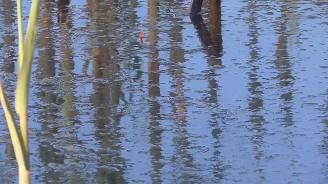Рыбалка. Красноперка на вечерней зорьке на поплавок. Ловля на маховую удочку. смотреть онлайн