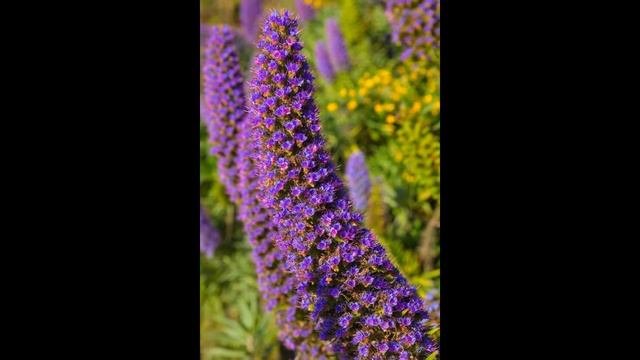 ЭХИУМ, или СИНЯК (ECHIUM) сем. Бурачниковые смотреть онлайн