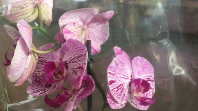 Распродажа орхидей в Оби и Бауцентре 30 июля 2019 г. Какую орхидею я купила?! смотреть онлайн