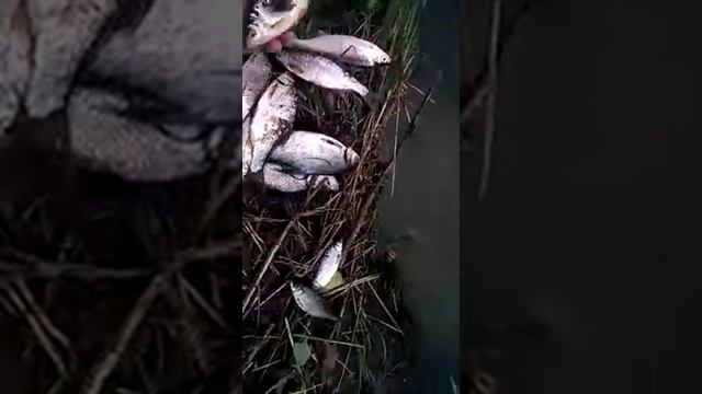 Что произошло с рыбой в Иртыше Павлодарская область. Рыба на Иртыше НЕ гибнет. смотреть онлайн