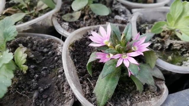 Сцевола розовая показала цветочек?. Посмотрим! смотреть онлайн