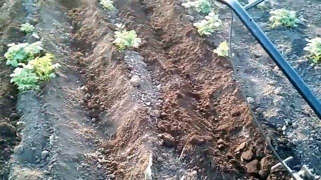 Выращивание картошки от А до Я двойное окучивание картошки. смотреть онлайн