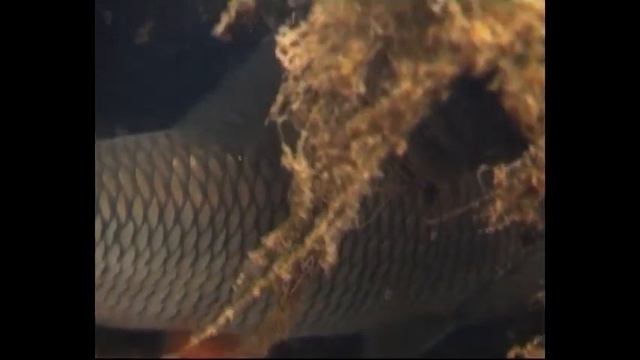 Подводная охота с Александром Кочубеем. Малые реки России. Особенности зимней и летней охоты смотреть онлайн