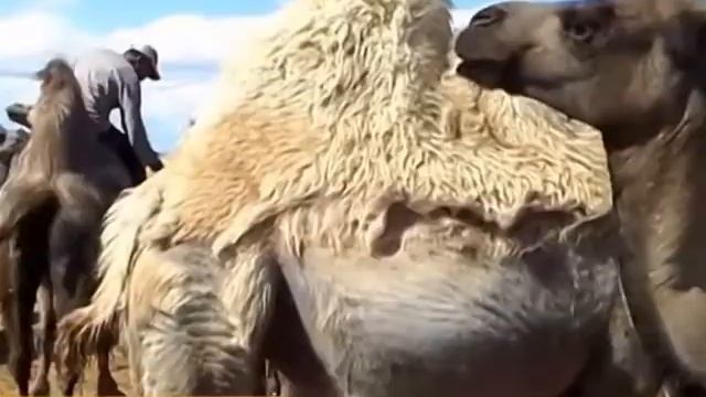 Корсет позвоночный из верблюжьей шерсти "Doctor-tm" представляет актер Николай Качура смотреть онлайн