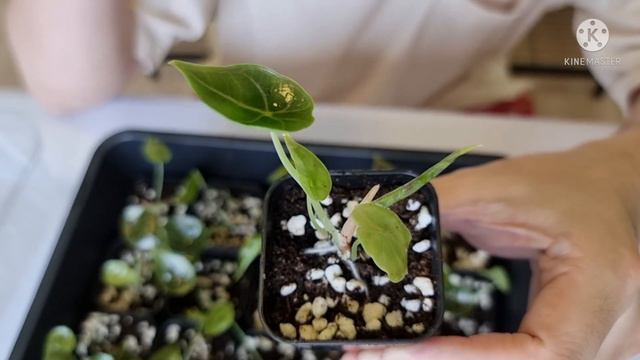 Update อนุบาลไม้เนื้อเยื่อ Alocasia Azlanii ครบ 1 เดือน смотреть онлайн