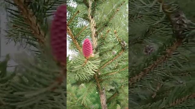 Цветение ели. смотреть онлайн