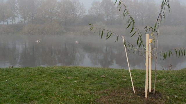 В Краматорске на берегу реки высадили саженцы берез смотреть онлайн