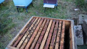 Как узнать что пчёлы в роевом состоянии не заглядывая в улей.