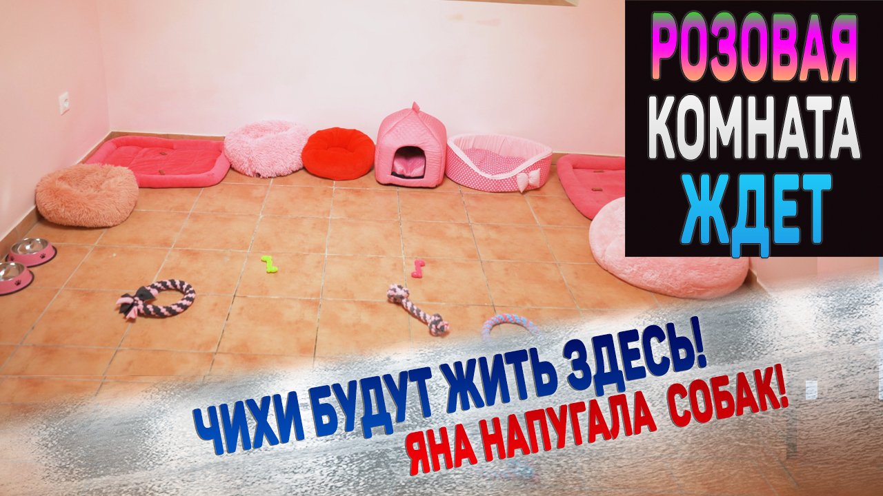 Мы сделали отдельное помещение для чихуахуа! Как им понравится? смотреть онлайн