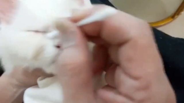 Tips on cleaning your cat (Eyes and nose) смотреть онлайн