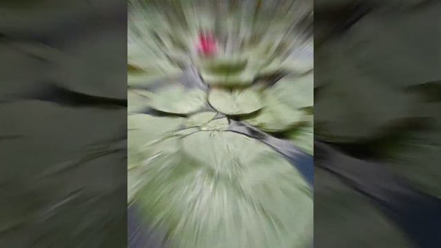 Хочешь красивый сад? смотреть онлайн