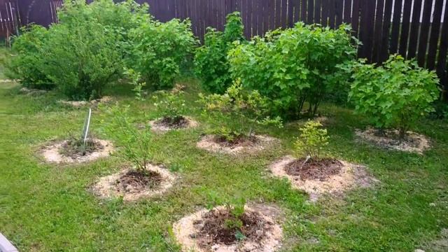 КРАСИВЫЕ КЛУМБЫ НА ДАЧЕ смотреть онлайн