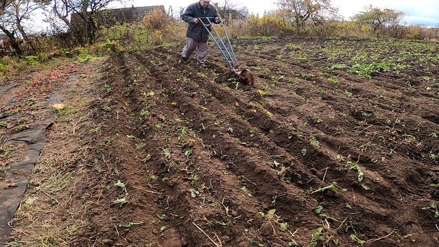 Чеснок. Фрезеруем и высаживаем. Без технологий. Но с нитроамофоской. смотреть онлайн