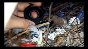 Прикол золото в гнезде сороки.