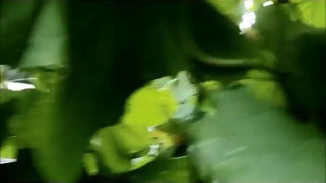 Огурец молодец! смотреть онлайн