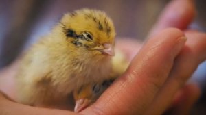 Можно ли вывести птенцов из магазинных яиц. Справился ли инкубатор с алиэкспресс.