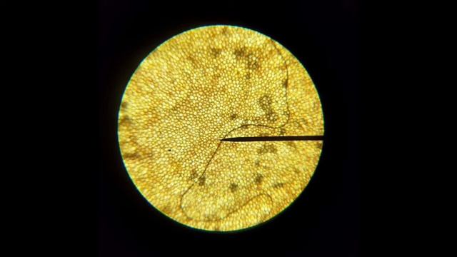 моё исследование под микроскопом