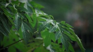 Слова Исцеления из Библии для размышлений и сна