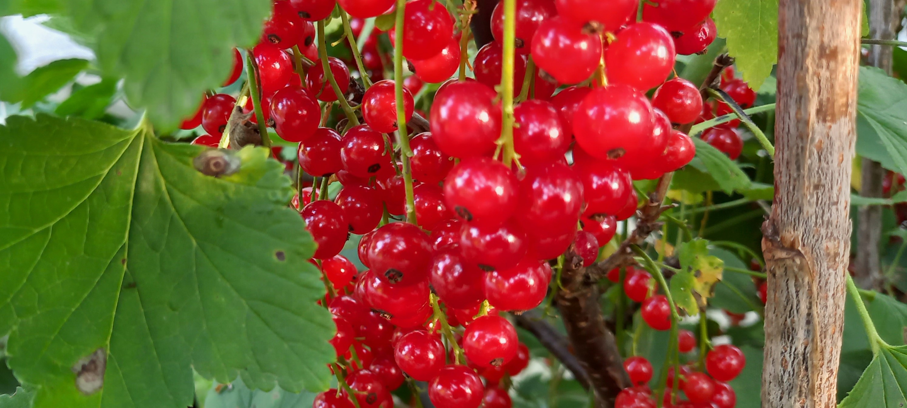 АХ, ЯГОДКА, КРАСНА ЯГОДКА МОЯ! смотреть онлайн