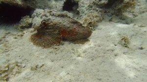 Опасности Красного моря: топ опасных обитателей в Шарм Эль Шейх и Хургада. Кого стоит бояться