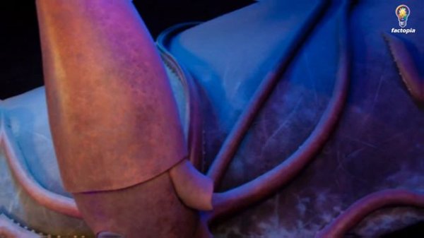 Unbelievable Animal Facts That Will Amaze You