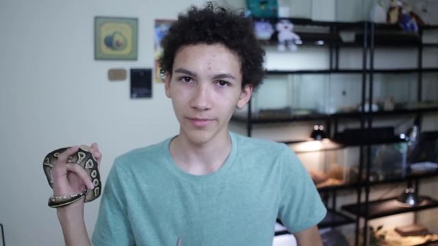 Snakes VS Lizards: Which Make Better Pets? смотреть онлайн