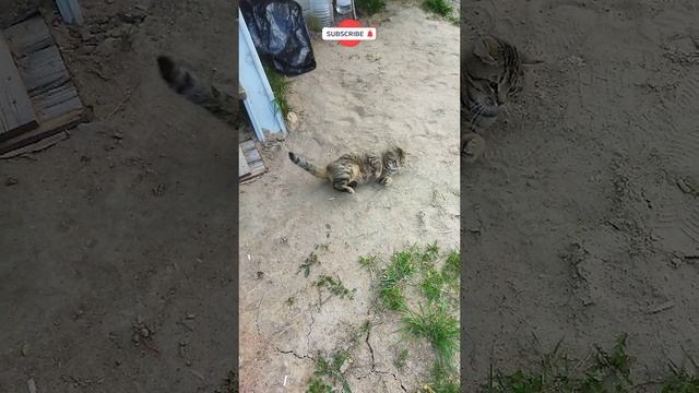 Васек идет гулять смотреть онлайн