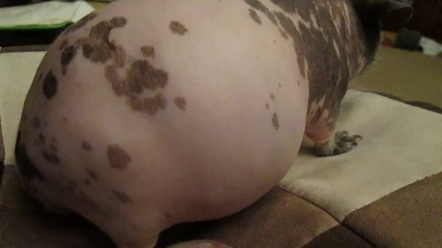 Pregnant Skinny Pig - See Babies Moving! смотреть онлайн