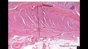 Гистология желудка | Разбор гистологического препарата