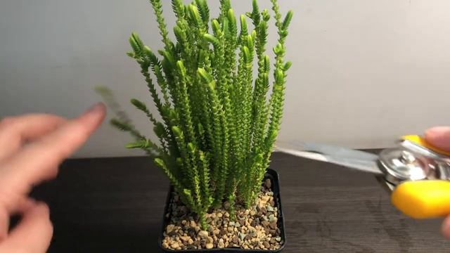 Обрізка красули. Перевалка у більший горщик (Crassula muscosa) смотреть онлайн